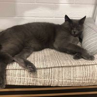 Котик дня