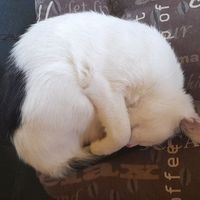 Котик дня