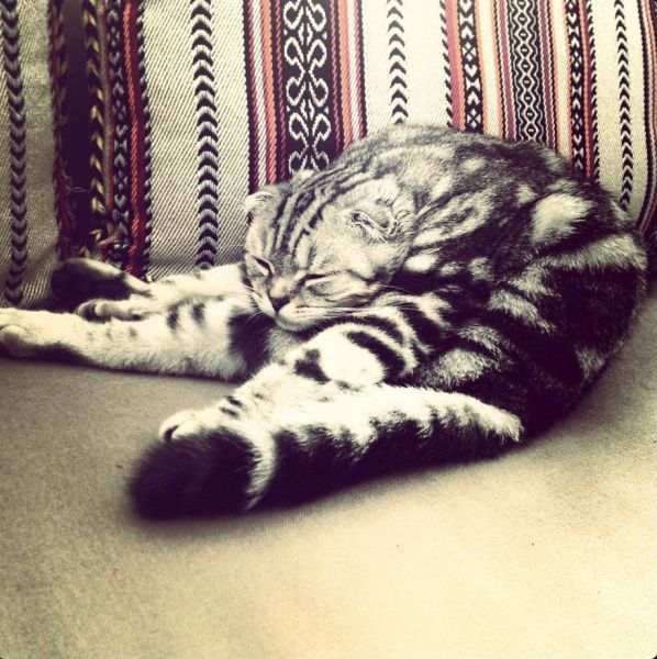 Котик дня
